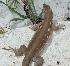 Cnemidophorus murinus