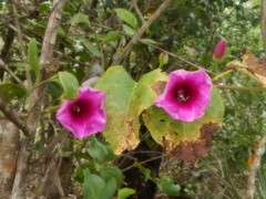 Ipomoea abrupta