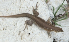 Cnemidophorus murinus