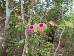 Ipomoea abrupta