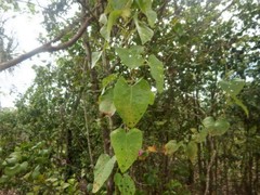 Ipomoea abrupta
