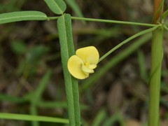 Vigna lanceolata filiformis