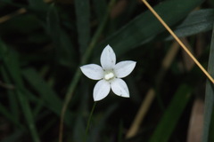 Wahlenbergia rupestris