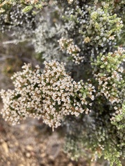 Ozothamnus hookeri