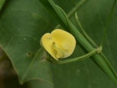Vigna lanceolata filiformis