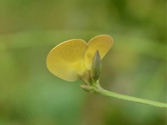 Vigna lanceolata filiformis