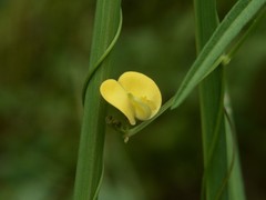 Vigna lanceolata filiformis