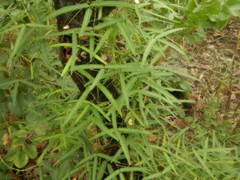 Vigna lanceolata filiformis
