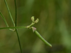 Vigna lanceolata filiformis