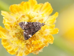 Heliothela ophideresana