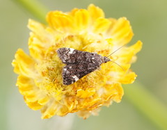 Heliothela ophideresana