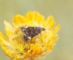 Heliothela ophideresana