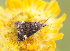 Heliothela ophideresana