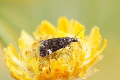 Heliothela ophideresana