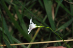 Wahlenbergia rupestris