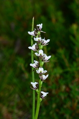 Prasophyllum suttonii