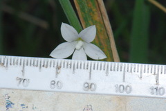 Wahlenbergia rupestris