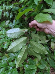 Eupomatia laurina