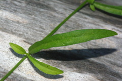 Wahlenbergia rupestris