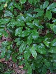 Eupomatia laurina