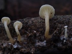 Rhizocybe albida
