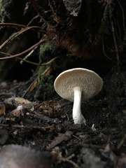 Hydnum oregonense