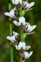 Prasophyllum suttonii