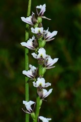 Prasophyllum suttonii