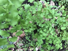Adiantum jordanii image