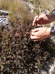 Acaena saccaticupula