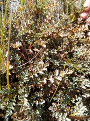 Acaena saccaticupula