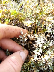 Acaena saccaticupula
