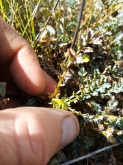 Acaena saccaticupula