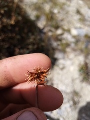 Acaena saccaticupula