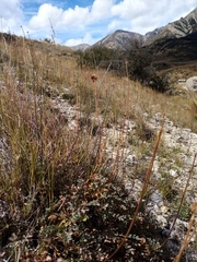 Acaena saccaticupula