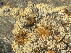 Myriolecis straminea