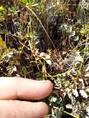 Acaena saccaticupula