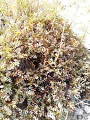 Acaena saccaticupula