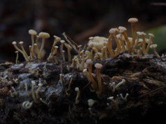 Rhizocybe albida