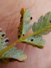 Acaena saccaticupula