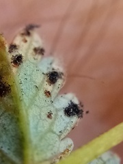 Acaena saccaticupula