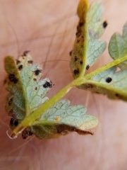 Acaena saccaticupula