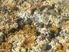 Myriolecis straminea