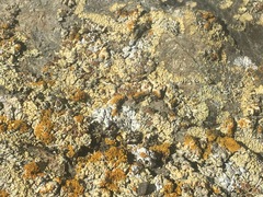 Myriolecis straminea