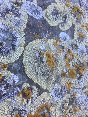 Myriolecis straminea