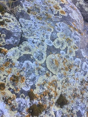 Myriolecis straminea