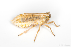 Ribautodelphax