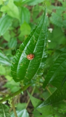 Diekeana admirabilis