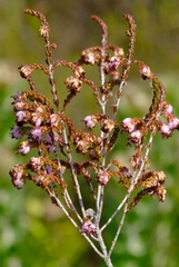Erica viscosissima