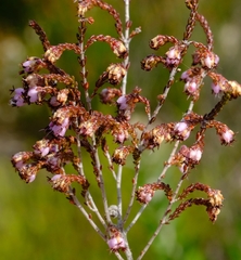 Erica viscosissima